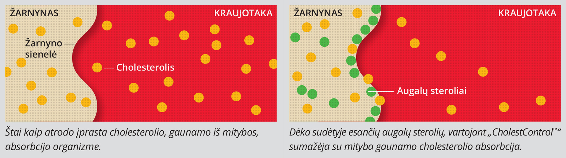 Augalinių sterolių vaidmuo palaikant tinkamą cholesterolio lygį